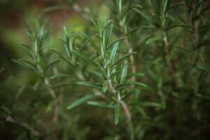 Rosemary-Infused Avocado Hair Oil
