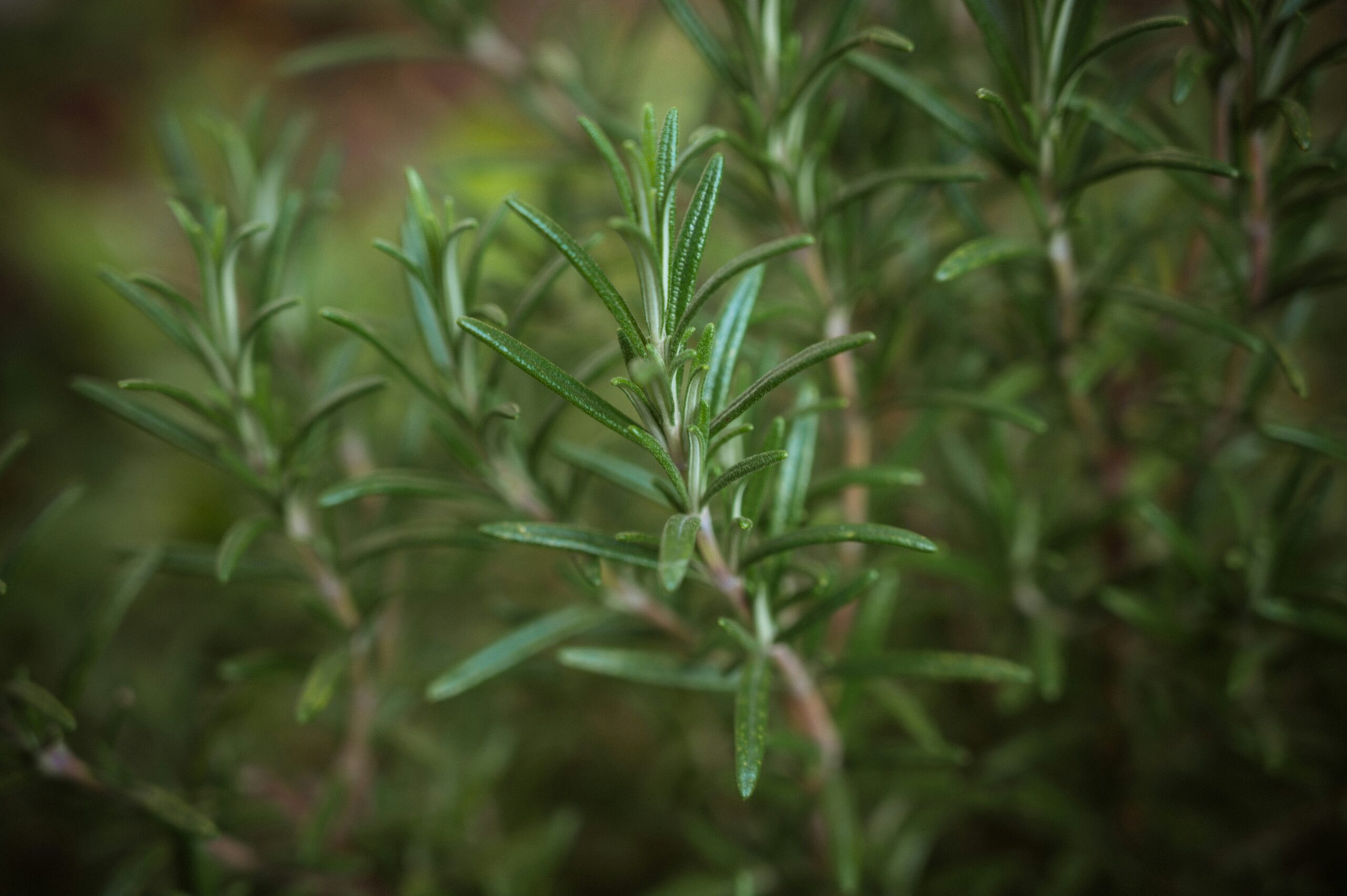 Rosemary-Infused Avocado Hair Oil