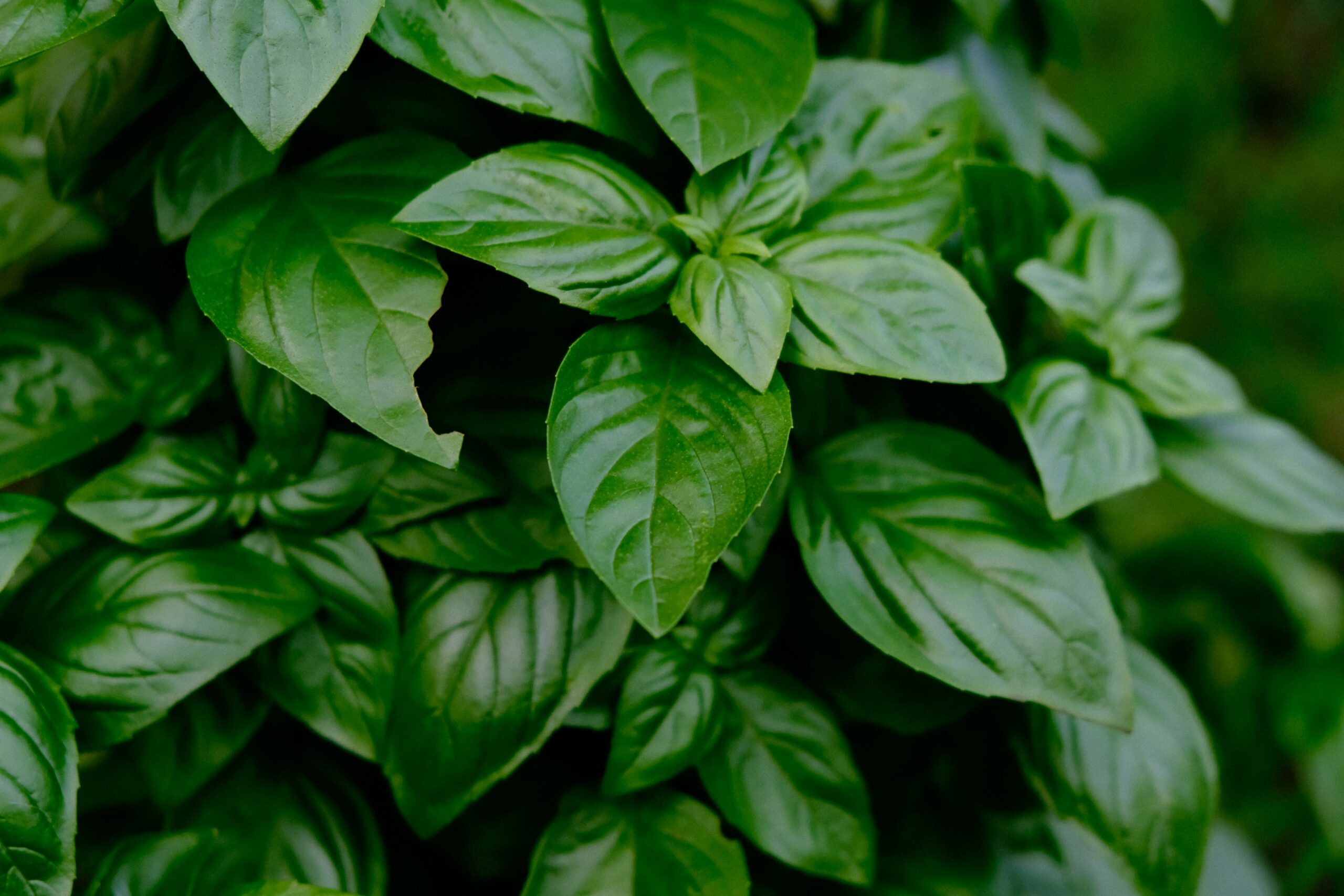 Hydrosol Spray Basil
